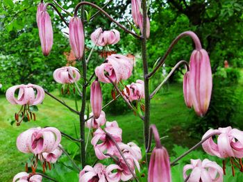 Close-up of pink flowering plants