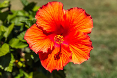 Close-up of red flower