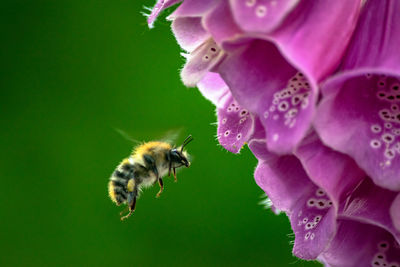 Close-up of bee pollinating on pink flower