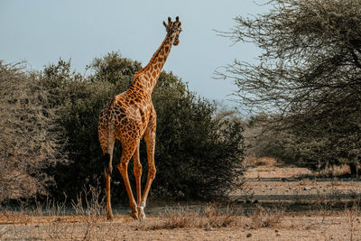 Deer standing on field against sky