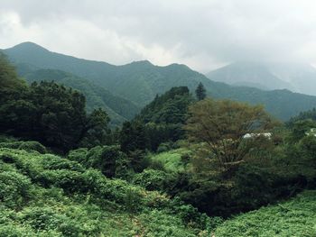 Trees on landscape against mountain range