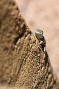 Close-up of lizard on rock