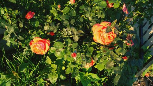 Close-up of poppy blooming outdoors