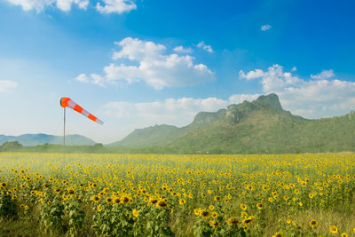 Yellow flowering plants on field against sky