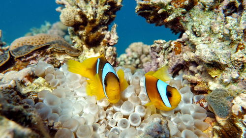 Close-up of fish swimming in sea .nemo .