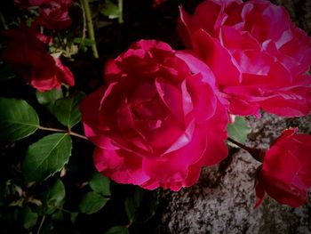 Close-up of pink rose