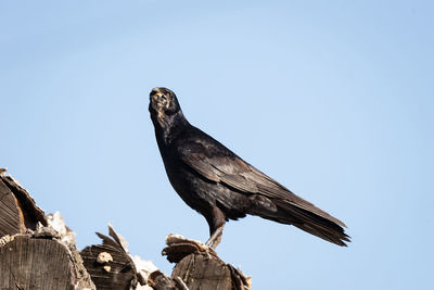 Low angle view of bird perching on rock