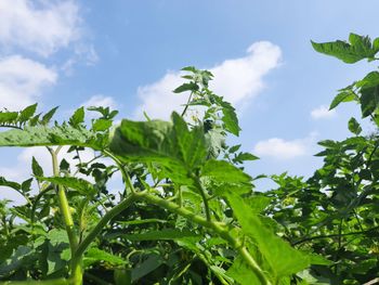 Low angle view of fresh green leaves against sky