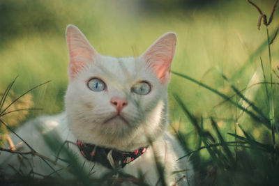 Close-up portrait of cat