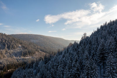 Pine trees in forest against sky during winter