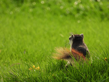 Close-up of a rabbit on field