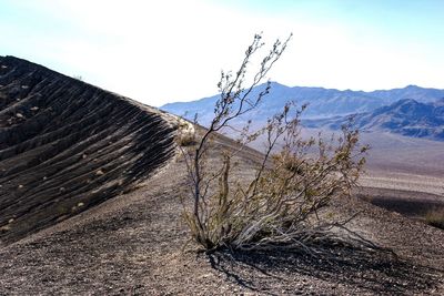 Close-up of plant on mountain ridge against sky