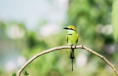 Close-up of bird perching on branch