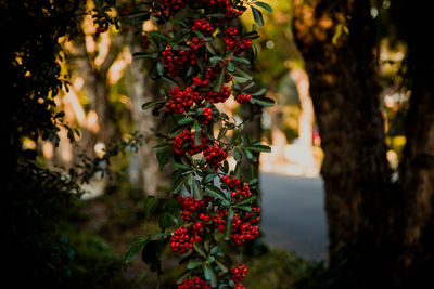 Close-up of red berries growing on tree