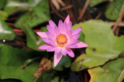 Close-up of pink water lily in pond