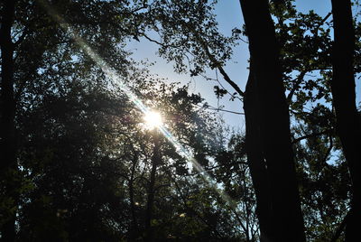 Low angle view of trees in forest against sky