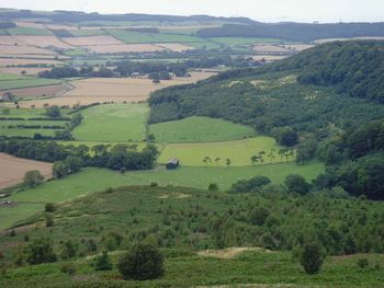 Scenic view of green landscape