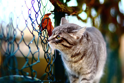 Close-up of cat by chainlink fence