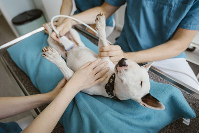 Male animal doctor performing ultrasound on dog while nurses assisting in veterinary clinic
