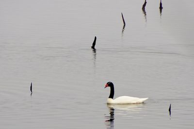 Swans swimming on lake