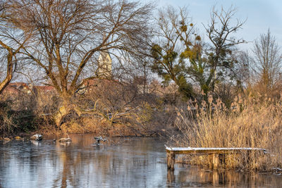 Reflection of bare trees in lake