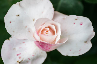 Close-up of pink rose