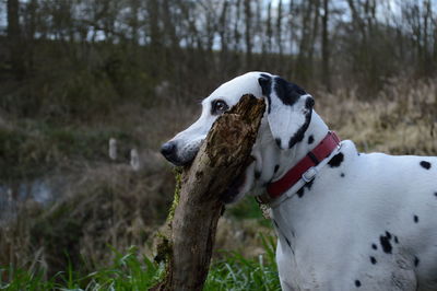 Dalmatian carrying branch on mouth on field