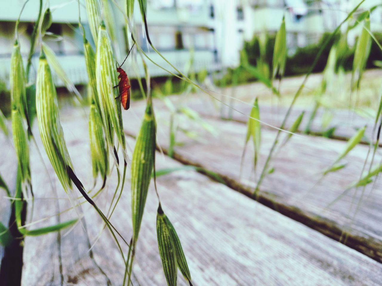 insect, animal themes, one animal, animals in the wild, green color, day, focus on foreground, nature, grass, no people, close-up, outdoors, plant, animal wildlife, beauty in nature, fragility