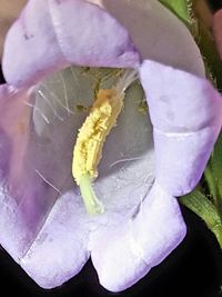 Close-up of flowers