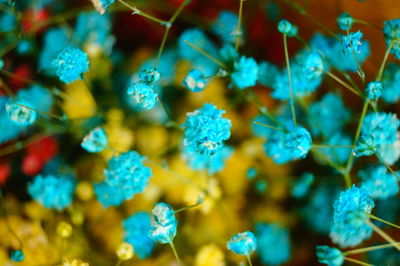 Close-up of blue flowering plant