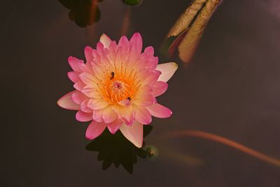 Water lily, a colorful aquatic flowering plant, ornamental plant