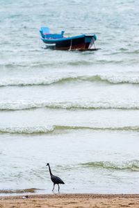 Bird on beach