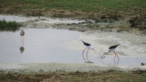 Birds on beach