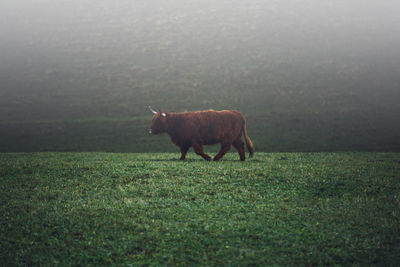 View of a highlander cattle on the foggy field