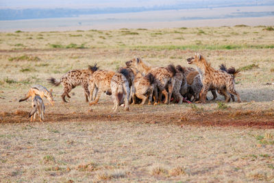 Lioness running on field