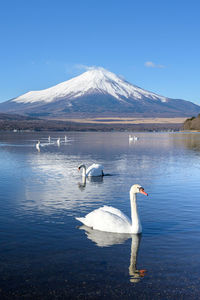 Swan floating on lake against snowcapped mountain
