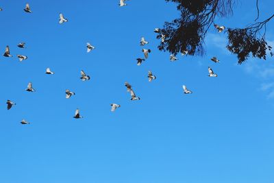 Low angle view of birds flying against clear blue sky