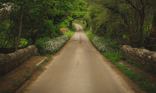 Road amidst trees in forest