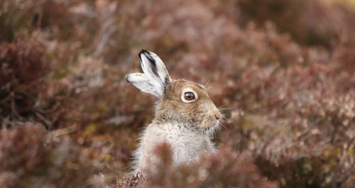 Rabbit amidst plants on field