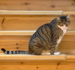 High angle view of cat on wooden floor