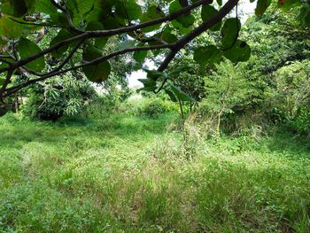 Trees growing in forest