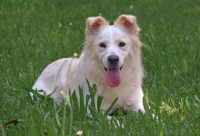 Portrait of dog on field