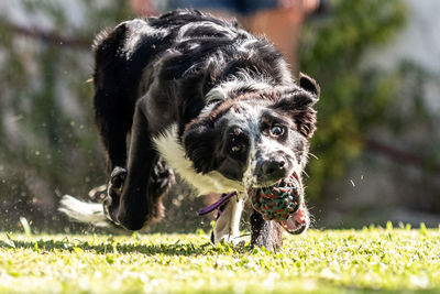 Portrait of dog running in field