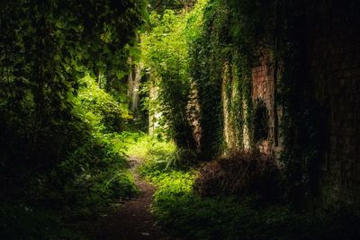 Trees growing in forest
