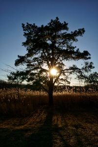 Trees on field against sky during sunset