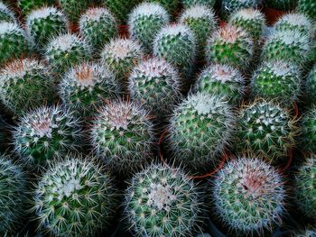 Full frame shot of succulent plant