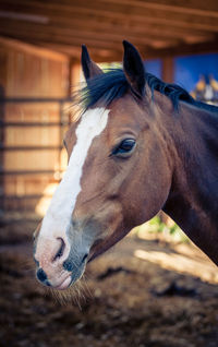 Close-up of horse in stable