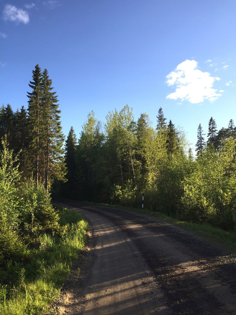 tree, the way forward, growth, tranquility, sky, road, tranquil scene, nature, blue, sunlight, transportation, green color, beauty in nature, diminishing perspective, clear sky, plant, scenics, landscape, vanishing point, day