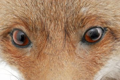 Close-up portrait of dog