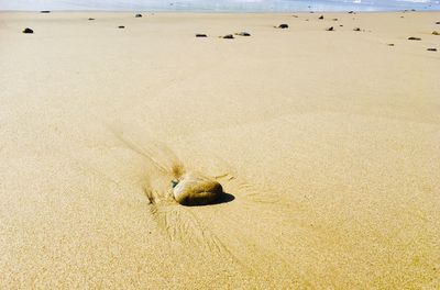 High angle view of crab on beach